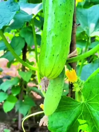 #新农人计划 #种植小技巧 #抖音新农人 #种菜小技巧 #黄瓜种植