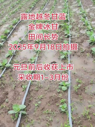 露地越冬品种 #农业种植 #三农种植 #抖音助农 #种苗培育 #抖音助农扶农