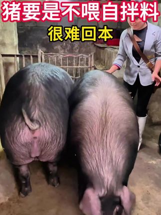 猪要是不喂自配料,很难回本#三农 #育肥猪#养猪#养猪人