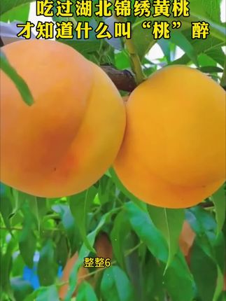 #桃子熟了 #新鲜采摘 #快来一起尝个鲜 #应季水果