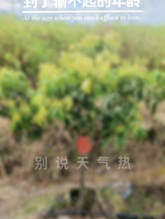 这好看的桂味荔枝你们不确定安排来一两棵吗?