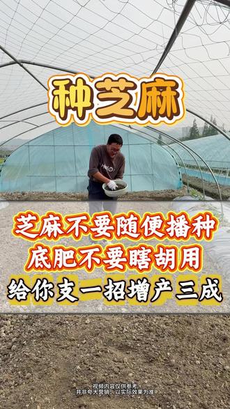 芝麻不要这样种,底肥不要胡乱施,给你支一招增产三成。 #芝麻种植#种芝麻 #芝麻高产 #芝麻种植技术 #芝麻种植高产技术 #芝麻种植管理#芝麻种植方法#底肥宝 #土壤活化剂