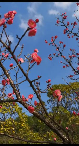 姐妹们打卡梅园#梅花盛开
2026,1,29