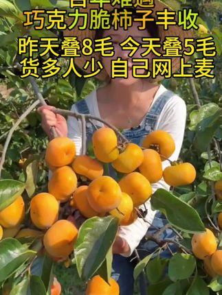 巧克力脆柿子,又脆又甜不涩口#美食 #水果 #优质水果 #巧克力脆柿子 #柿子