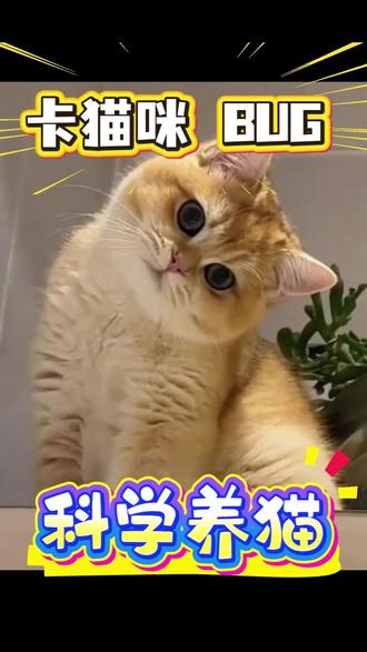 怎么通过卡猫咪bug来科学养猫? 第一个:小猫应激了,用水把它的毛打湿,它就会从应激状态切换到舔毛模式,卡的是舔毛代码优先,猫咪舔毛就顾不上别的了。还有猫咪打架,你去拉架容易受伤,那就往他们身上泼点水,它们就会跑开各自舔毛去了,起码要洗漱一个小时。
第二个:小猫总在沙发上乱尿,那你就把猫粮放在沙发上它总是乱尿的地方,这个卡的是猫不会在食物旁边上厕所的bug。
第三个:你给小猫梳毛,它总是咬梳子,咬你的手,那这个梳子你就给它咬,你再去拿另外一把给它梳毛,或者一边给它吃零食一边给它梳毛就可以了。卡的是,小猫的大脑是单核处理器,CPU不够用,不能同时处理多件事情。
第四个:用夹子夹住猫咪的后脖颈,小猫立马就僵住了,随便你剪指甲,利用的是小猫会配合猫妈妈转移的bug。
第五个:猫不爱喝水,可以买几个瓷杯子,倒上水让它喝,卡的是猫咪喜欢喝主人杯子里的水,这个时候再骂它一下,那它就喝的就更多了。#养猫经验分享 #猫主子的日常 #新手养猫攻略 #猫咪的迷惑行为 #养宠家庭