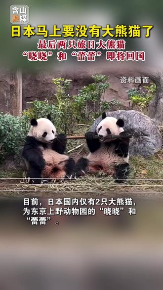 日本马上要没有大熊猫了,最后两只旅日大熊猫“晓晓”和“蕾蕾”即将回国!#日本马上要没有大熊猫了 #我的中国心