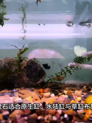#鱼缸里的大自然 #鱼儿自由自在的水中游 #养鱼 #造景鱼缸