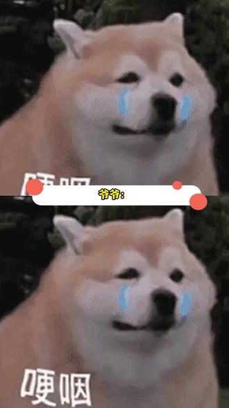 爷爷:他还只是个孩子! #浣熊 #江苏 #宠物 #搞笑 #减肥