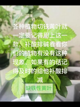 各种植物的黄叶 #小叶簕竹