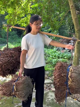 #夏枯草 #夏枯球 #我的乡村生活