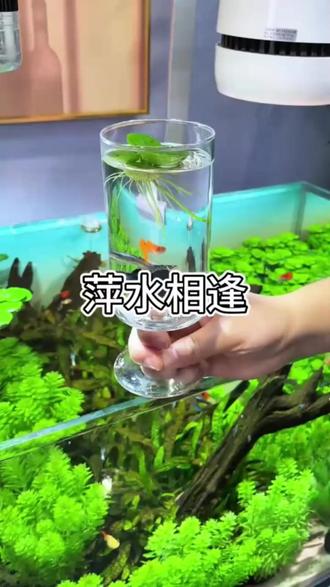 浮萍圆心萍水培绿植庭院办公室鱼虾龟缸鱼缸造景漂浮专用水草#水草 #浮萍 #鱼缸里的大自然 #双11十万个买什么