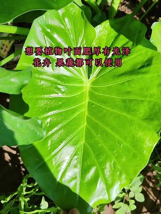 #三农 #果树种植 #绿植盆栽 #盆栽 #园林绿化工程