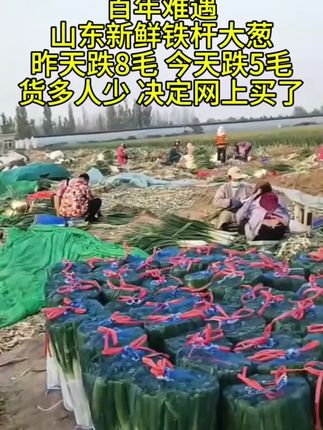 正宗山东铁杆大葱,高白、脆甜、不空心!#大葱 #超便宜超划算 #优质农产品原产地 #源头好货