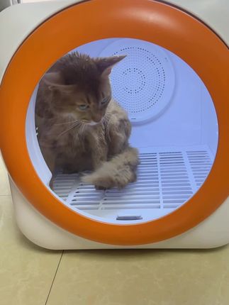 经济实惠的烘干箱,值得入手#宠物烘干箱 #猫咪洗澡 #养宠人的治愈谁懂啊 #养宠进阶指南 #科学养宠攻略