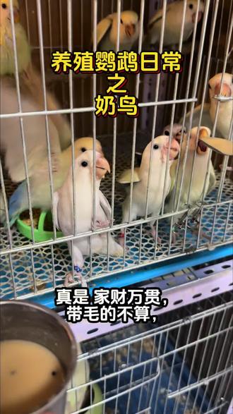 不是在奶鸟就是在奶鸟的路上#第一视角 #苹果绿澳闪 #苹果绿澳桂 #日本桃牡丹鹦鹉 #副业养鸟