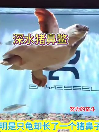 1. 养宠新宠!猪鼻鳖自带“微笑脸”,软萌流线身形超吸睛,鱼缸里的灵动小明星,新手也能轻松养~ 2. 别再只养鱼!猪鼻鳖自带“猪鼻子”萌点,游姿优雅还不挑食,把“水中小憨憨”带回家,解锁养鱼新乐趣! 3. 鱼缸C位非它莫属!猪鼻鳖独特外形辨识度拉满,安静好养不闹腾,每天看它慢悠悠游弋,治愈所有坏心情~#鳖 #养鳖日常 #萌宠出道计划 #这也太好看了 #搞笑