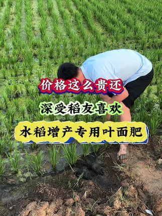 价格这么贵还深受稻友喜欢的水稻增产叶面肥 #水稻高产 #水稻种植 #水稻种植管理 #水稻