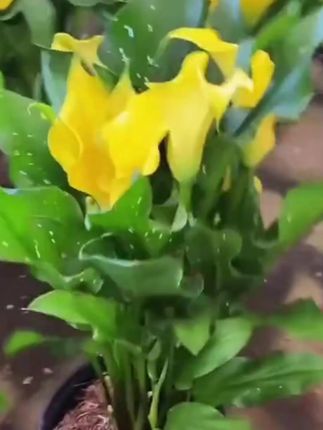 花自开马蹄莲种球彩色马蹄莲带芽多年生春季球根观赏花卉黄色红色#马蹄莲 #马蹄莲花束 #马蹄莲种球 #马蹄莲种子 #马蹄莲花