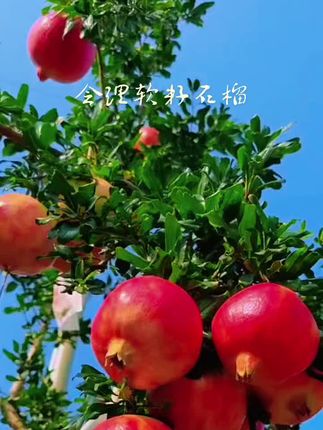 四川会理软籽石榴 #创作灵感 #软籽石榴#纯天然绿色食品 #应季水果 #快来一起尝个鲜