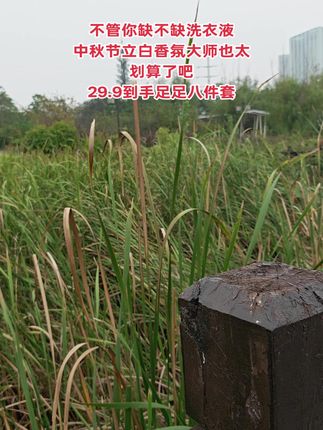 抢疯了!都抢疯了,快来买呀,立白大师香氛洗衣液29.9直接拿下8件套,真的卷起来了!持久留香72小时,每天都穿的香香的!#立白大师香氛洗衣液 #洗护好物 #洗衣液 #超便宜超划算