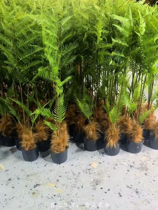 #上热门话题🔥🔥🔥 #今日分享 #室内绿植 #植物造景 #室内盆栽 仿真金毛狗植物猴头蕨仿生绿植室内客厅桌面摆件高端轻奢落地盆栽