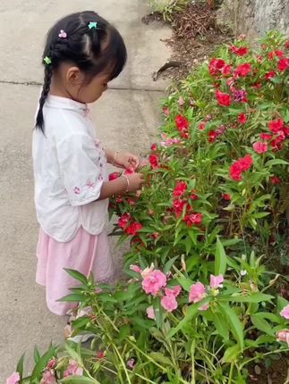 美丽的指甲花开了,快来染美美哒指甲吧,#凤仙花染指甲 #海娜花