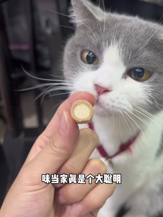 太适合掉毛怪了#我和我的猫
