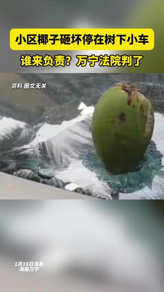 小区椰子砸坏停在树下小车,谁来负责?万宁法院判了