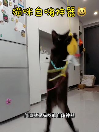 解放铲屎官双手 猫咪自嗨玩具来啦! 美食三件套功能很多 满足不同猫咪需求#萌宠 #萌宠出道计划 #猫咪玩具 #毛孩子的日常 #焦糖尾