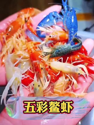 听说鱼缸里养龙虾,既美观有趣,还能帮忙清洁。我也入手了一只,果然颜值爆表,乐趣十足!#五彩鳌虾#澳洲龙虾