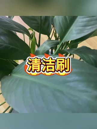 #窗槽清理 #除尘清理 #家居保洁
