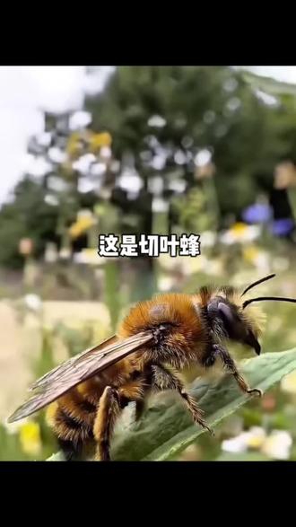 🐝蜜蜂探索馆|切叶蜂:自然界的圆规小裁缝✨
不是害虫!是超厉害的独居蜂~
用后足当圆心、口器当剪刀,
在叶子上切出完美小圆片,
搬回去卷成育婴巢,超治愈!
腹部带金毛、独来独往、不蜇人,
还是高效传粉小能手,
花园里的圆规建筑师就是它啦🪡
📍来蜜蜂探索馆,解锁更多蜜蜂冷知识
#切叶蜂 #蜜蜂科普 #自然教育 #昆虫小知识#蜜蜂探索馆