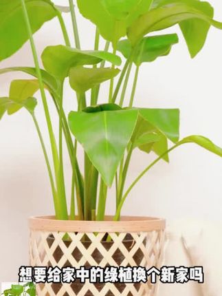 北欧花架ins客厅竹编植物装饰阳台编织篮子手工编织大号中号#花架 #编织篮子 #编织花篮 #花架置物架 #植物花架