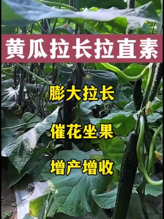 #黄瓜 #黄瓜种植 #黄瓜高产种植