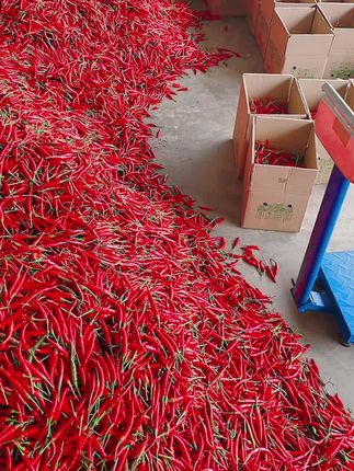 #新鲜特辣辣椒 #农产品 #辣椒🌶 #辣椒种植 #辣椒