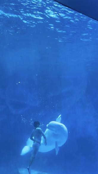 也许你不记得、但妈妈一定记得你每时每刻的快乐🎉#白鲸 #海洋馆打卡 #小朋友都爱看