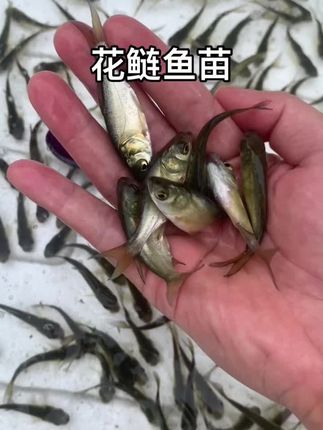 花鲢鱼苗,也较大头鱼苗,鳙鱼苗 #花鲢鱼苗#大头鱼苗#鳙鱼苗#胖头鱼苗#雄鱼苗,花鲢鱼苗