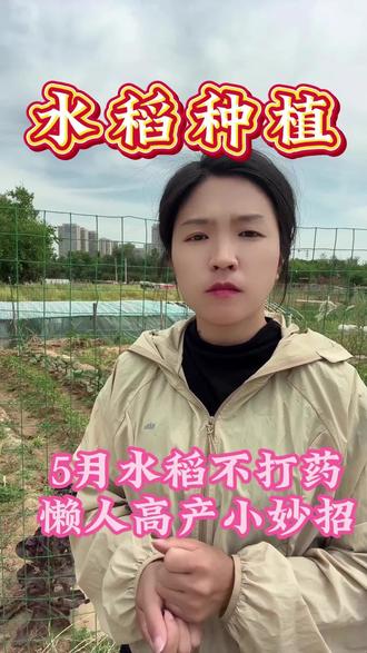 5月水稻不打药,懒人高产小妙招!#水稻 #水稻种植 #水稻种植技术 #水稻种植交流 #水稻管理