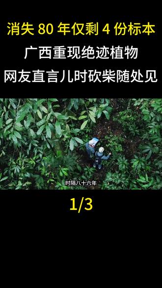  消失 80 年仅剩 4 份标本!广西重现绝迹植物,网友直言儿时砍柴随处见#科普#动物科普#真实事件#植物科普