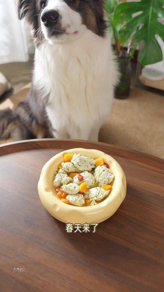 春分限定🍃给毛孩子的一碗“清肝排毒”汤🍵 #狗饭自制 #养狗人 #美食教程 #狗狗 #宠物