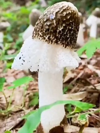 #福建特产竹荪菌干货 #菌中皇后#鲜香脆嫩# 营养富集