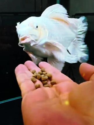 #蝴蝶鲤专用鱼饲料