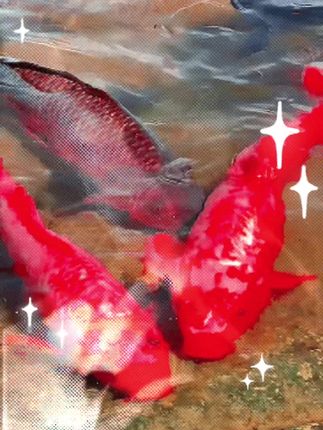 我超爱摇滚动物园这款卸妆膏!25ml方便携带,深层清洁还温和,卸妆就选它! #卸妆好物 #摇滚动物园卸妆膏