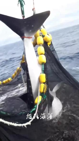 渔民起吊机释放围网捕鱼误捕巨无霸大鲸鲨😱 #鲸鲨 #释放鲸鲨 #海洋生物