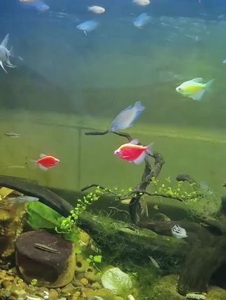 #空气缸净水王#鱼缸净水剂