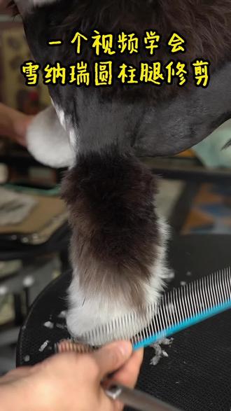 一个视频学会雪纳瑞圆柱腿的修剪,一起学起来吧#宠物美容造型 #宠物美容 #宠物美容培训 #宠物美容培训学校 #宠物