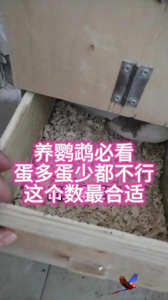 鹦鹉一窝几个蛋合适#鹦鹉#养鸟#鹦鹉繁殖#养鸟经验#养鹦鹉