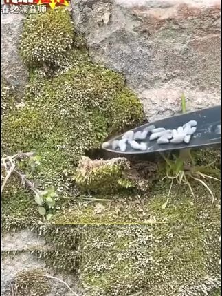 【西兰苔种子】菜苔种子蔬菜种子油菜芯籽四季种植盆栽#西兰苔种子 #蔬菜种子 #四季种植蔬菜种子 #在家种菜 #我的菜园子