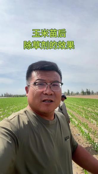 玉米苗后除草的效果!#玉米除草剂 #玉米种植技术 #玉米苗期管理