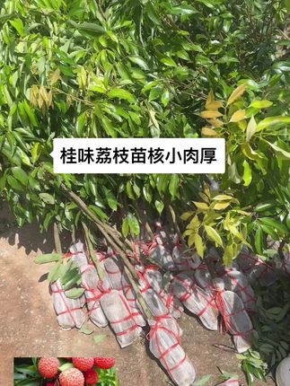 桂味荔枝,荔枝中的天花板,晚熟品种,核小肉厚,口感蜜甜,带土带叶#荔枝苗 #桂味荔枝苗